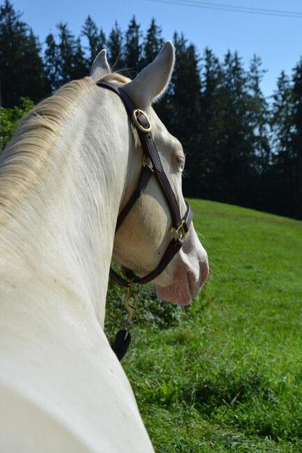Perlino dun farbener Quarter Horse Hengst, Kerstin Rehbehn (Pferdemarketing Ost), Konie na sprzedaż, Nienburg, Image 2