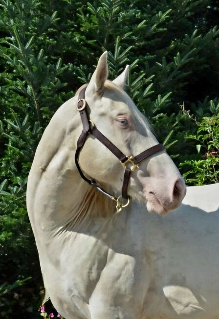 Perlino dun farbener Quarter Horse Hengst, Kerstin Rehbehn (Pferdemarketing Ost), Konie na sprzedaż, Nienburg, Image 4