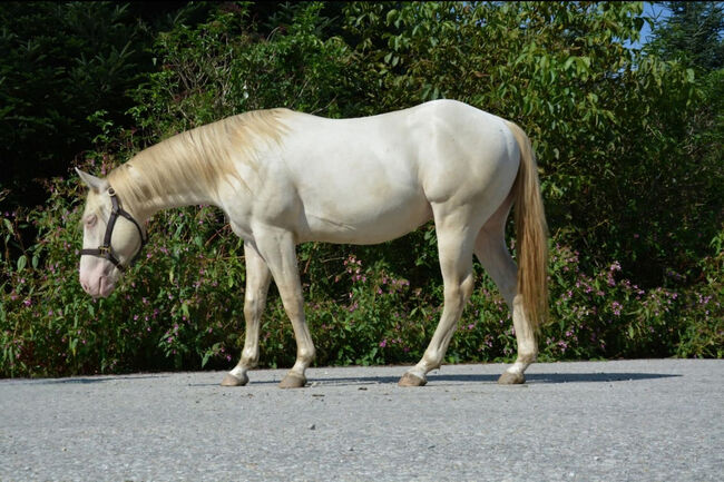 Perlino dun farbener Quarter Horse Hengst, Kerstin Rehbehn (Pferdemarketing Ost), Konie na sprzedaż, Nienburg, Image 5