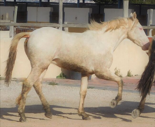 Perlino PRE Fantastico für Show, Freizeit und mehr..., Post-Your-Horse.com (Caballoria S.L.), Horses For Sale, Rafelguaraf, Image 3