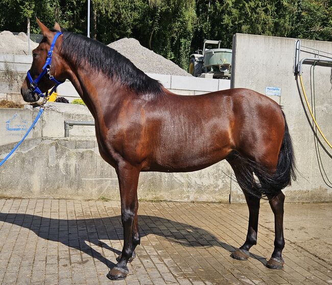 Pesetal Andalusier Wallach 9 Jährling, Manuela KUBNY , Horses For Sale, Küßnach , Image 4