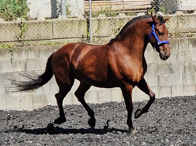 Pesetal Andalusier Wallach 9 Jährling, Manuela KUBNY , Horses For Sale, Küßnach , Image 3