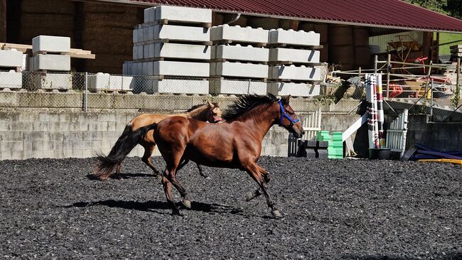 Pesetal Andalusier Wallach 9 Jährling, Manuela KUBNY , Horses For Sale, Küßnach , Image 7