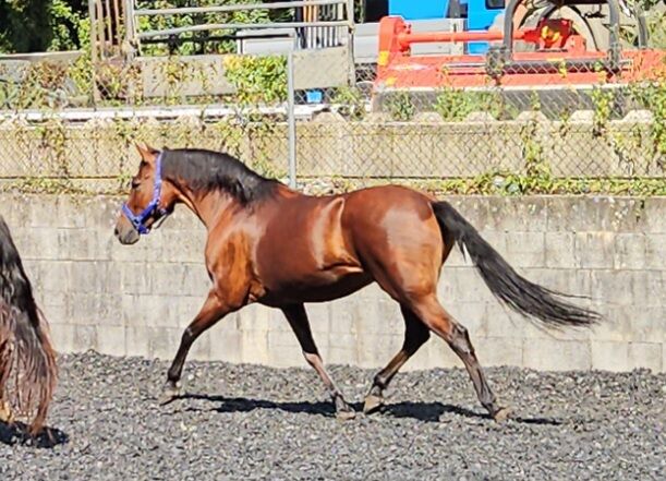 Pesetal Andalusier Wallach 9 Jährling, Manuela KUBNY , Horses For Sale, Küßnach , Image 6