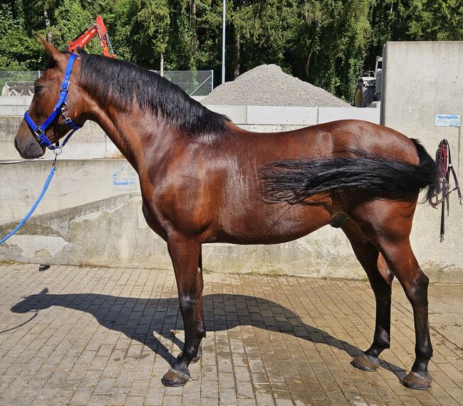 Pesetal Andalusier Wallach 9 Jährling, Manuela KUBNY , Horses For Sale, Küßnach , Image 5