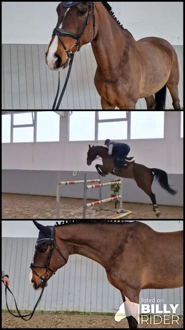 Self-confident, bright and beautiful my 16 year old gelding, Ihor , Konie na sprzedaż, Ovelgonne, Image 4