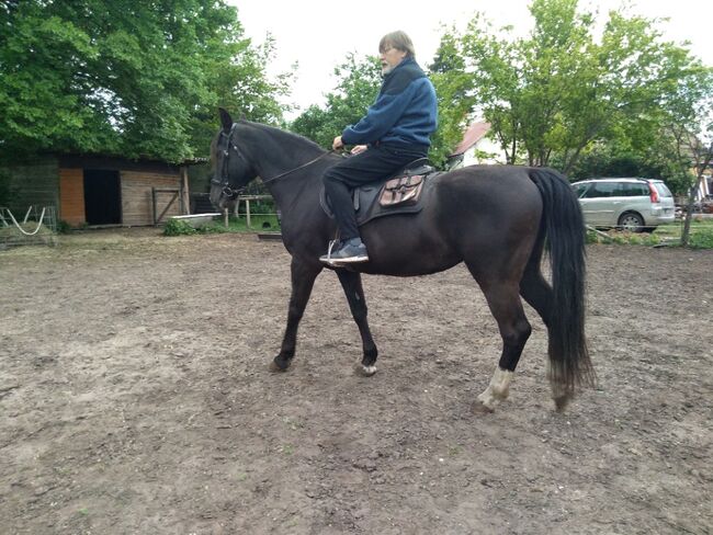 Pferd "Hadra" Polnisches Halbblut, Paul, Konie na sprzedaż, Seefeld-Kadolz, Image 2