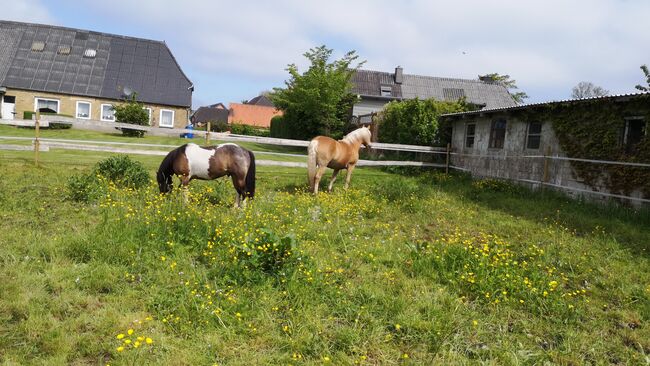 Pferde Box / Offenstall , pferdeweide, Karen Peters, Paddock-, Boxen- & Stallmatten, Rantrum, Abbildung 7