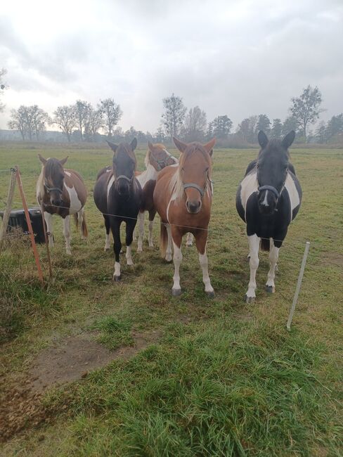 PFERDE Ponys, Jens Hacker , Pferd kaufen, Kummerow, Abbildung 2