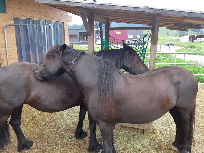 Pferde suchen Westernreiter, Barbara, Reitbeteiligungen, Maierhöfen (Allgäu)