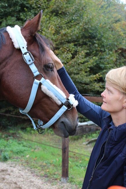 Pferdeakupunktur / Pferdephysiotherapie, DIPO Pferdephysiotherapeutin, Sylvia Scheller-Menzel, Therapie & Behandlung, Urbar , Abbildung 4