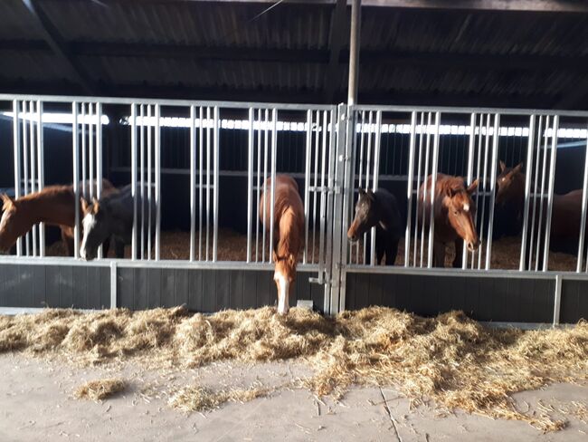 Pferdeboxen, NE Staalbouw, Horse Stables, Veendam, Image 15