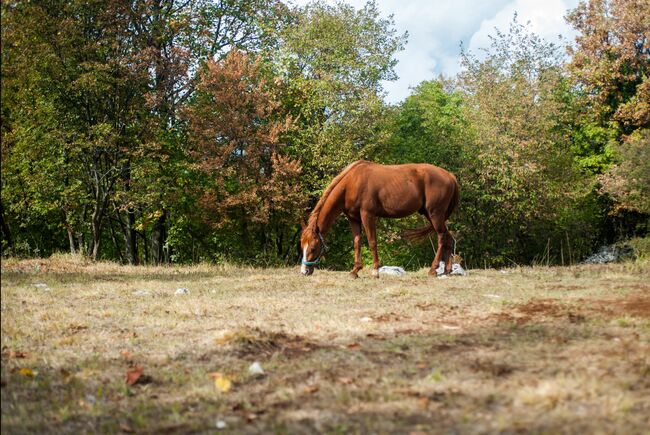 Pferdefotografie, Dolores, Horse photography, Nänikon, Image 3