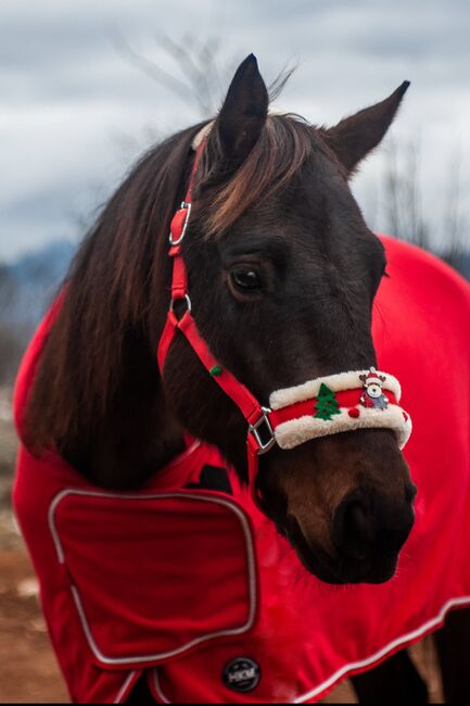 Pferdefotografie, Dolores, Horse photography, Nänikon, Image 5