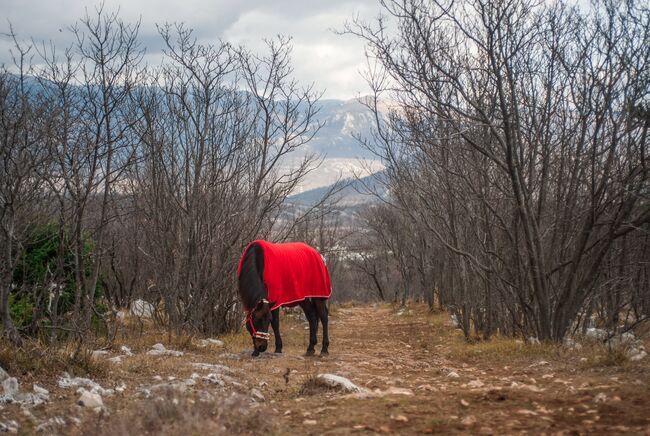 Pferdefotografie, Dolores, Horse photography, Nänikon, Image 6
