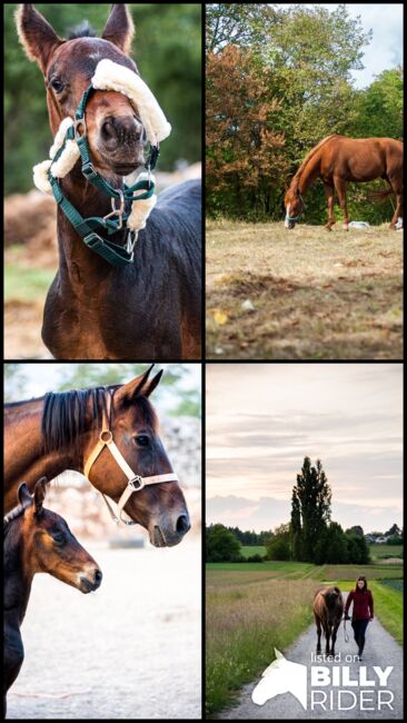 Pferdefotografie, Dolores, Horse photography, Nänikon, Image 11