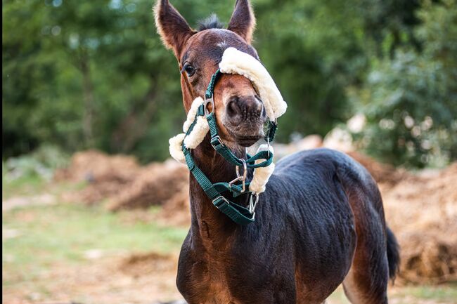Pferdefotografie, Dolores, Horse photography, Nänikon