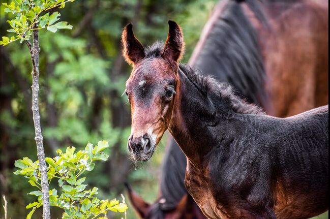 Pferdefotografie, Dolores, Horse photography, Nänikon, Image 10