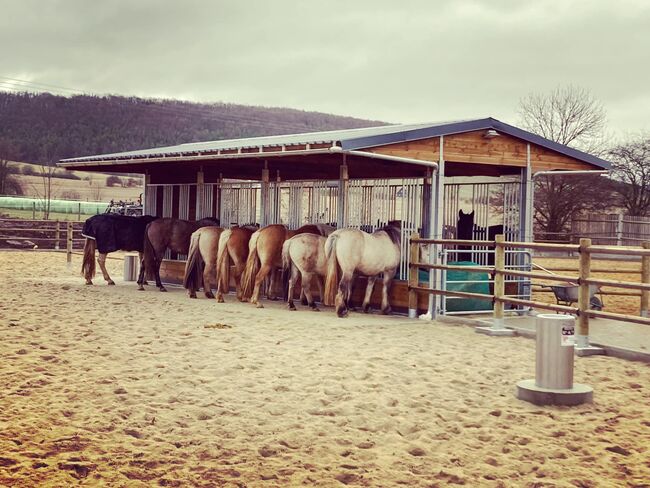 Pferdehaltung Top - Pferdefutter | Heuraufe | Pferderaufe | Futterraufe | Offenstall mit Fressgitter, AUSSENBOXEN Heuraufe | Pferderaufe | Futterraufe | Offenstall mit Fressgitter, AUSSENBOXEN (AUSSENBOXEN), Horse Feed & Supplements, Wałcz, Image 9