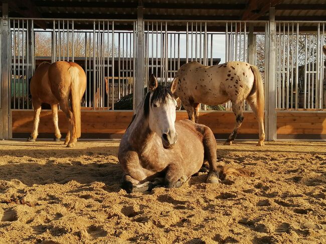 Pferdehaltung Top - Pferdefutter, Heuraufe, Pferderaufe & Futterraufe | Offenstall mit Fressgitter, AUSSENBOXEN Heuraufe | Pferderaufe | Futterraufe | Offenstall mit Fressgitter, AUSSENBOXEN (AUSSENBOXEN), Horse Feed & Supplements, Wałcz