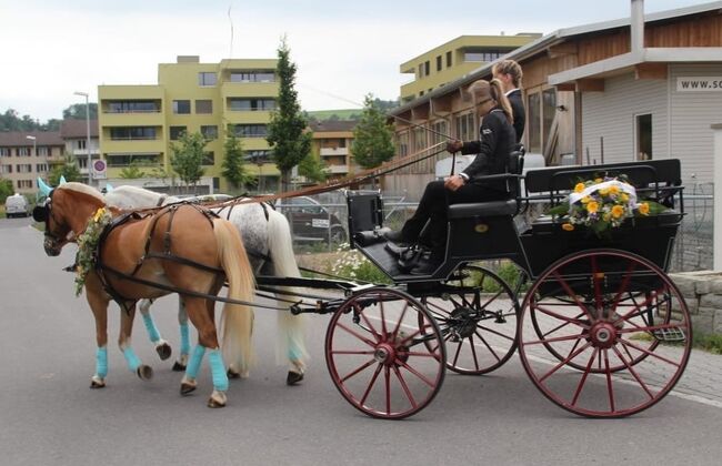 Pferdekutsche: Hochwertige, dunkelblaue SW-Wagonette, SW Wagonette, Patricia, Kutschen, Baar, Abbildung 4