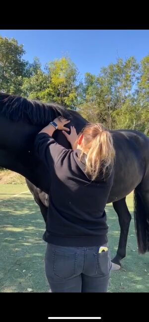 Pferdephysiotherapie/ massage für Pferde, Daria, Therapie & Behandlung, Mering, Abbildung 3