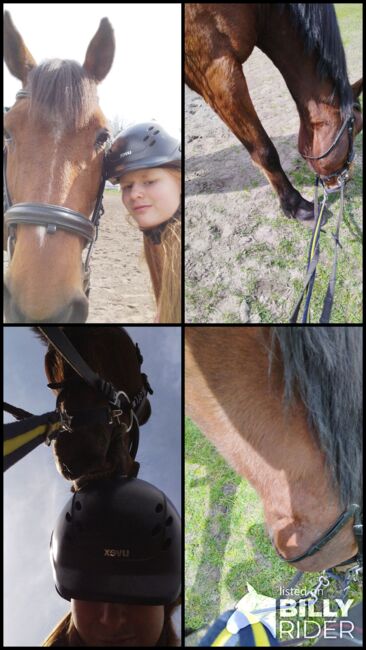 Pflege- und Reitbeteiligung für meinem Traber-Wallach Peter, Marina , Pferd kaufen, Gütersloh, Abbildung 9