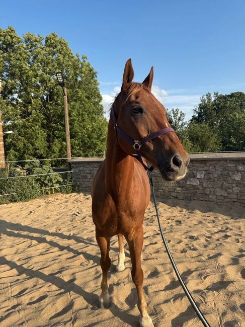 Pflege- oder Reitbeteiligung, Celina, Reitbeteiligungen, Beesenlaublingen