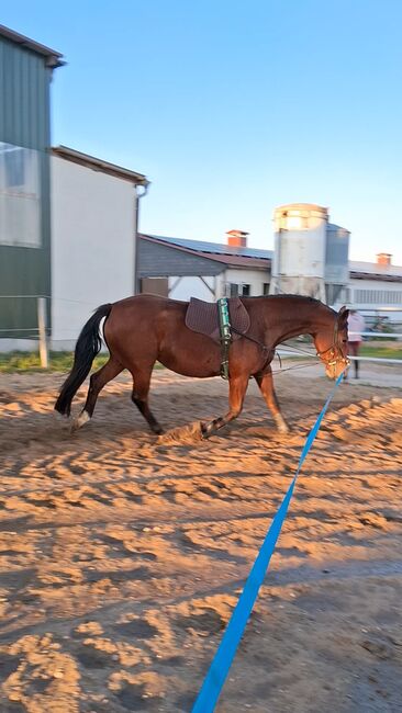 Pflegebeteiligung junges Pferd, M. Schiemenz , Pferd kaufen, Jessen (Elster) Gorsdorf-Hemsendorf