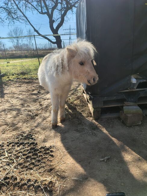 Pflegebeteiligung Mini Shettyhengst (Pferd/Pony sucht Mensch), Anaêl Esmailnejadi Arjomand , Reitbeteiligungen, Eltville am Rhein