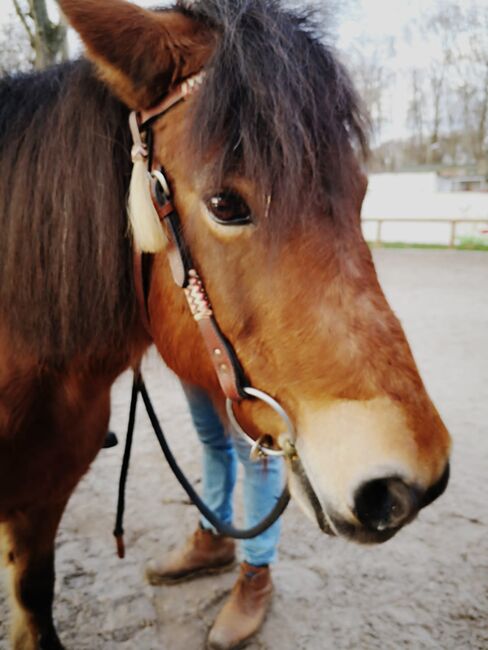 Pflegebeteiligung Pony sucht Mensch, Sebastian, Sonstiges, Köln, Abbildung 2
