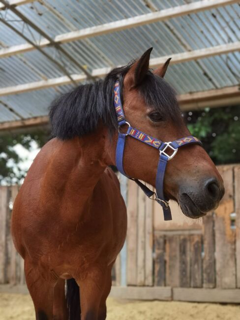 Pflegebeteiligung Pony sucht Mensch, Sebastian, Sonstiges, Köln, Abbildung 3