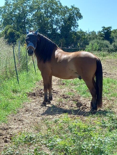 Pflegebeteiligung an Pony Wallach, Anaêl Esmailnejadi Arjomand , Reitbeteiligungen, Eltville am Rhein