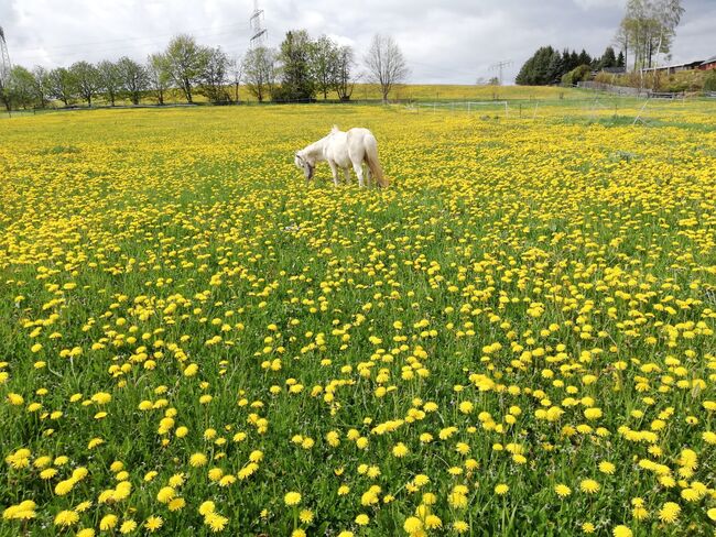 Pflegebeteiligung auf Ponys, Tanja Hochhaus , Reitbeteiligungen, Schwarzenberg, Abbildung 9