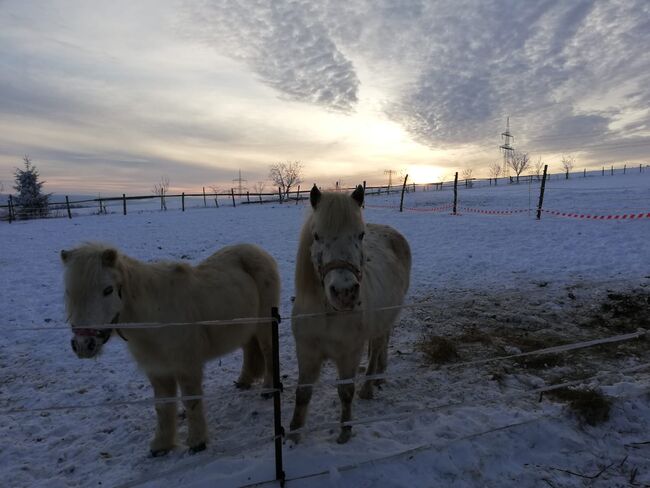 Pflegebeteiligung auf Ponys, Tanja Hochhaus , Reitbeteiligungen, Schwarzenberg