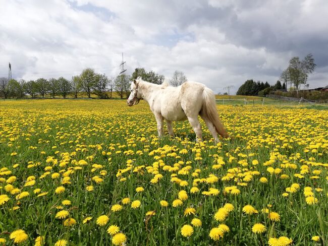 Pflegebeteiligung auf Ponys, Tanja Hochhaus , Reitbeteiligungen, Schwarzenberg, Abbildung 8