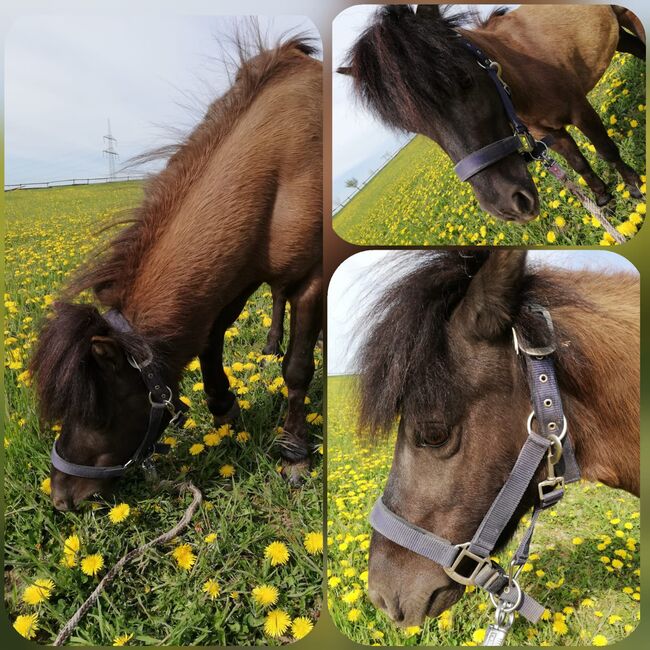 Pflegebeteiligung auf Ponys, Tanja Hochhaus , Reitbeteiligungen, Schwarzenberg, Abbildung 3