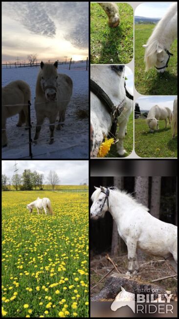 Pflegebeteiligung auf Ponys, Tanja Hochhaus , Reitbeteiligungen, Schwarzenberg, Abbildung 10