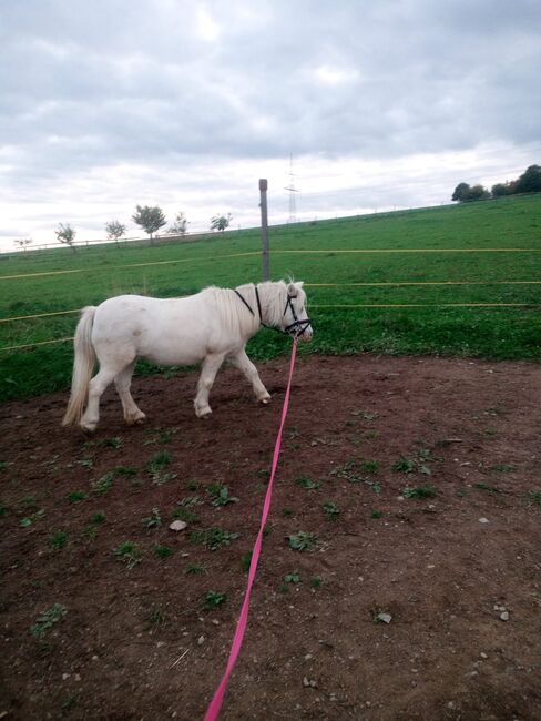 Pflegebeteiligung auf Ponys, Tanja Hochhaus , Reitbeteiligungen, Schwarzenberg, Abbildung 4