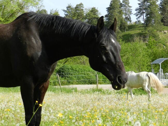 Pflegebeteiligung/Reitbeteiligung, Pflegebeteiligung/Reitbeteiligung , Sandra , Reitbeteiligungen, Blumberg