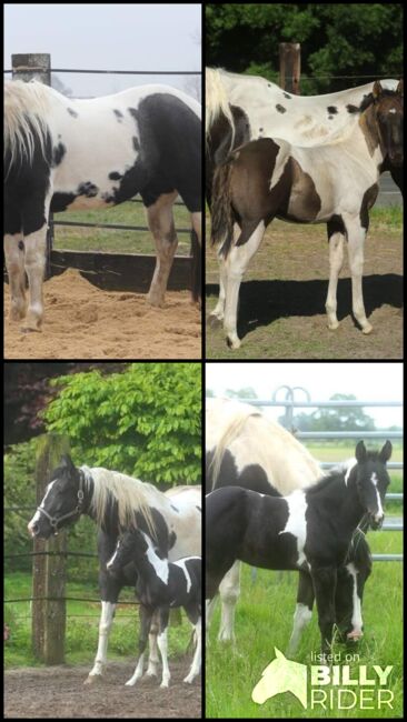 PH Stute homozygot tobiano und black, Brodowski Cornelia , Konie na sprzedaż, Halvesbostel, Image 8