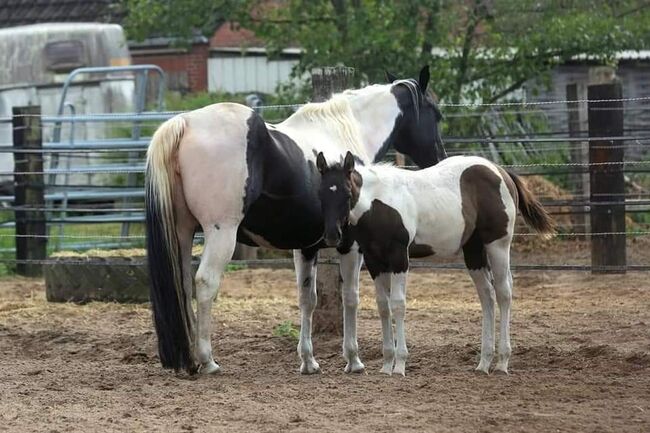 PH Stute homozygot tobiano und black, Brodowski Cornelia , Horses For Sale, Halvesbostel, Image 3