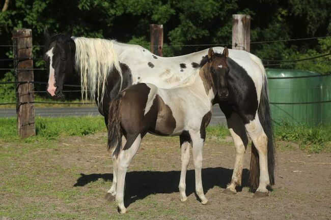 PH Stute homozygot tobiano und black, Brodowski Cornelia , Horses For Sale, Halvesbostel, Image 2
