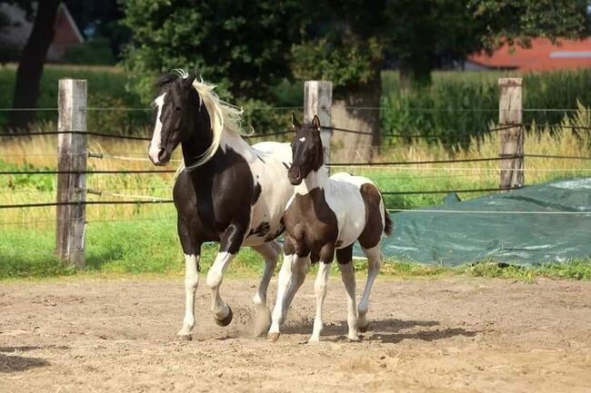 PH Stute homozygot tobiano und black, Brodowski Cornelia , Horses For Sale, Halvesbostel, Image 6