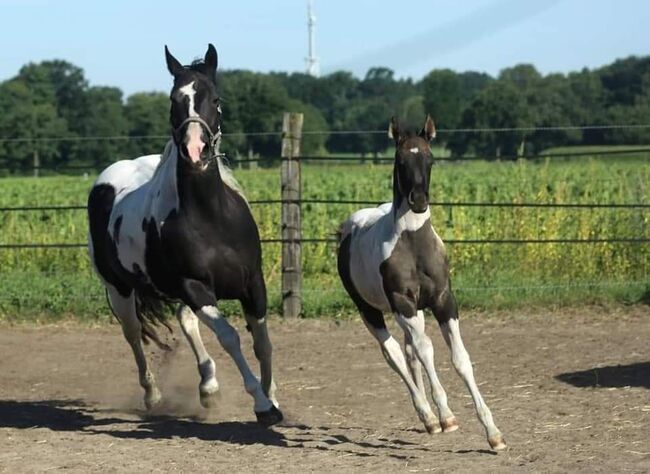 PH Stute homozygot tobiano und black, Brodowski Cornelia , Horses For Sale, Halvesbostel, Image 5