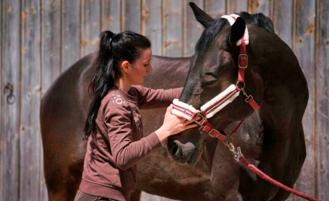 Physiotherapie für Pferde, Jennifer Kraft , Therapy & Treatment, Bietigheim 