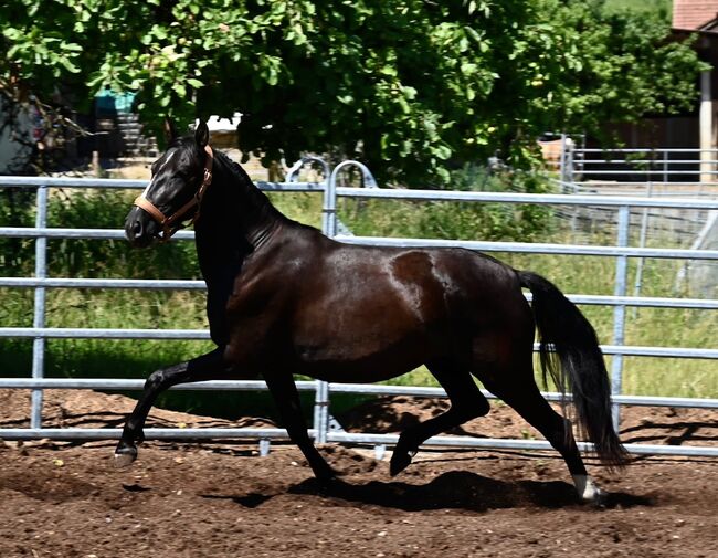 Picara Arenosas - PRE Pura Raza Espanola, Stute, 4 Jahre, Rappe mit Blesse, WOW Pferd  (WOW Pferd), Konie na sprzedaż, Bayern - Attenkirchen, Image 4