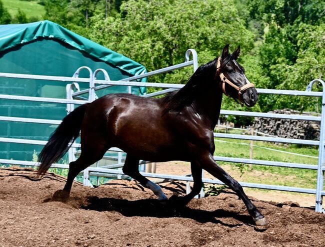 Picara Arenosas - PRE Pura Raza Espanola, Stute, 4 Jahre, Rappe mit Blesse, WOW Pferd  (WOW Pferd), Konie na sprzedaż, Bayern - Attenkirchen, Image 7