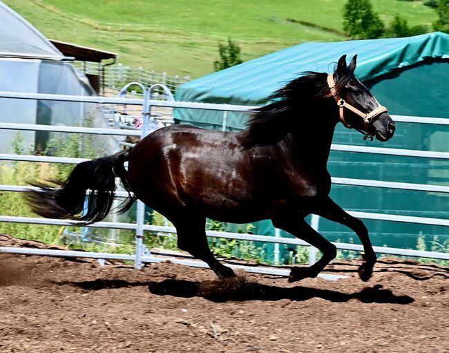 Picara Arenosas - PRE Pura Raza Espanola, Stute, 4 Jahre, Rappe mit Blesse, WOW Pferd  (WOW Pferd), Horses For Sale, Bayern - Attenkirchen, Image 3