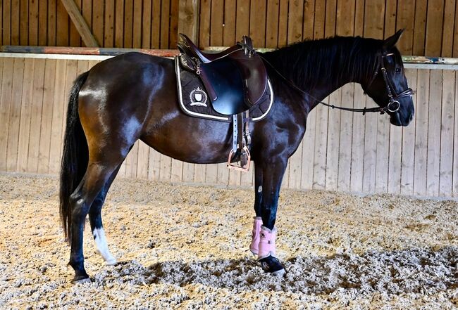 Picara Arenosas - PRE Pura Raza Espanola, Stute, 4 Jahre, Rappe mit Blesse, WOW Pferd  (WOW Pferd), Horses For Sale, Bayern - Attenkirchen, Image 5